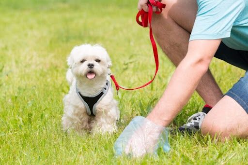 Pet Waste Removal for Happy Paws Pet Waste Removal in Van Alstyne, TX