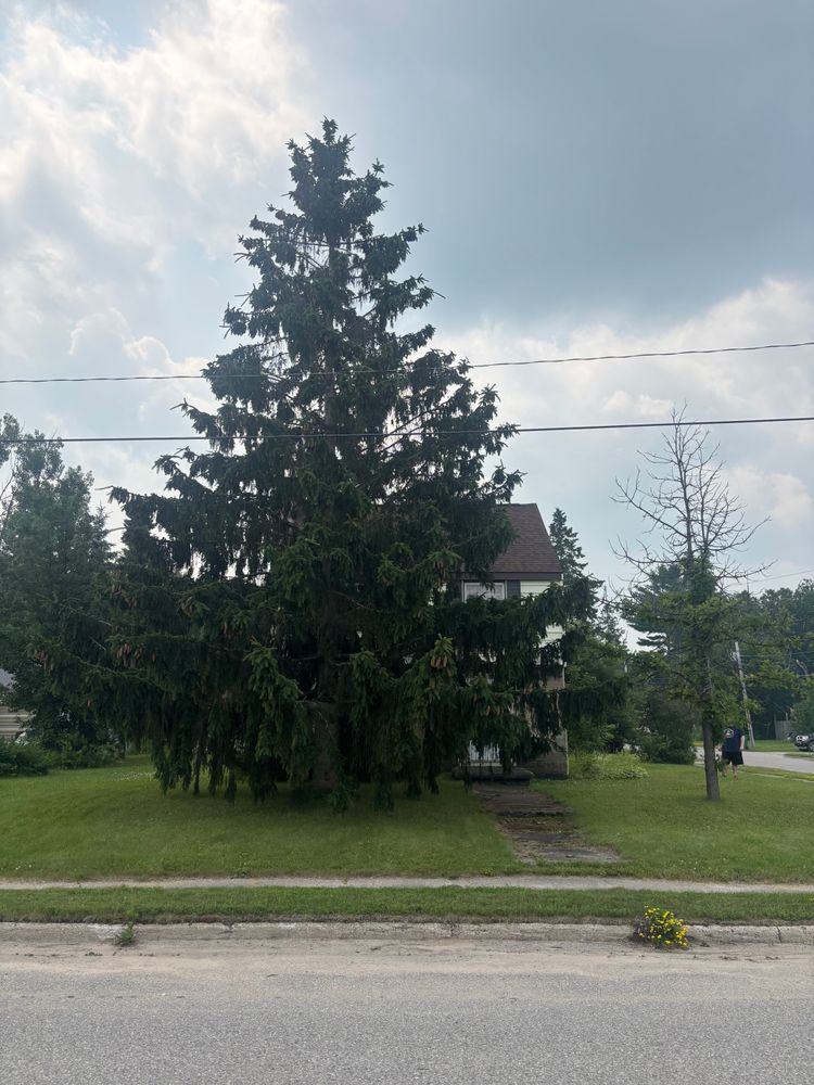 All Photos for Bear Creek Tree Service LLC in Rudyard, MI