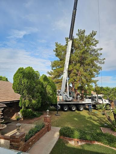 Tree Removal for T's Tree Service and Firewood in Apache Junction, AZ
