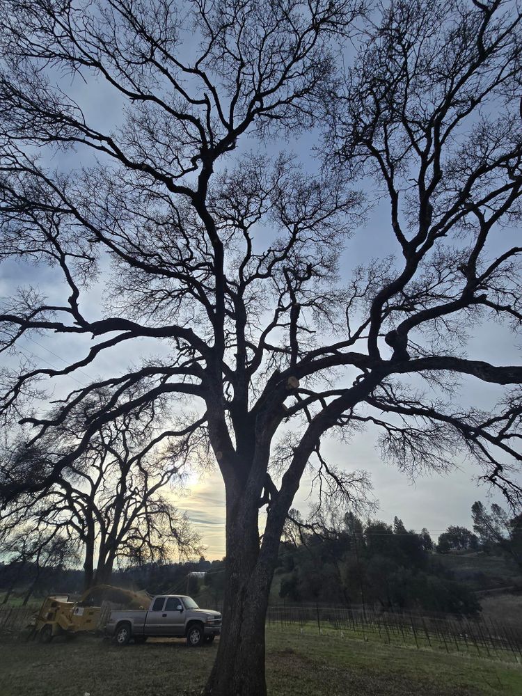All Photos for Terra Heights Tree Experts & Landscaping  in Grass Valley,  CA
