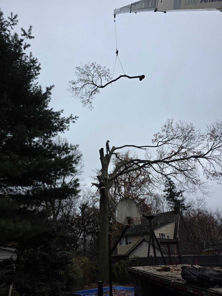 Shrub Trimming for JJ Tree Service in Gibsonia, PA