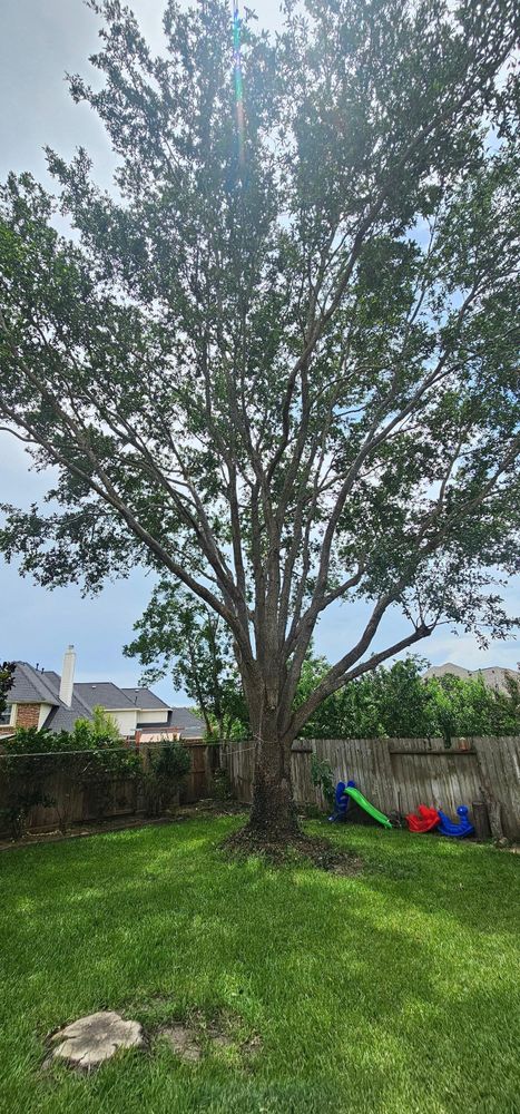 All Photos for Servin's Tree Care  in Houston, TX
