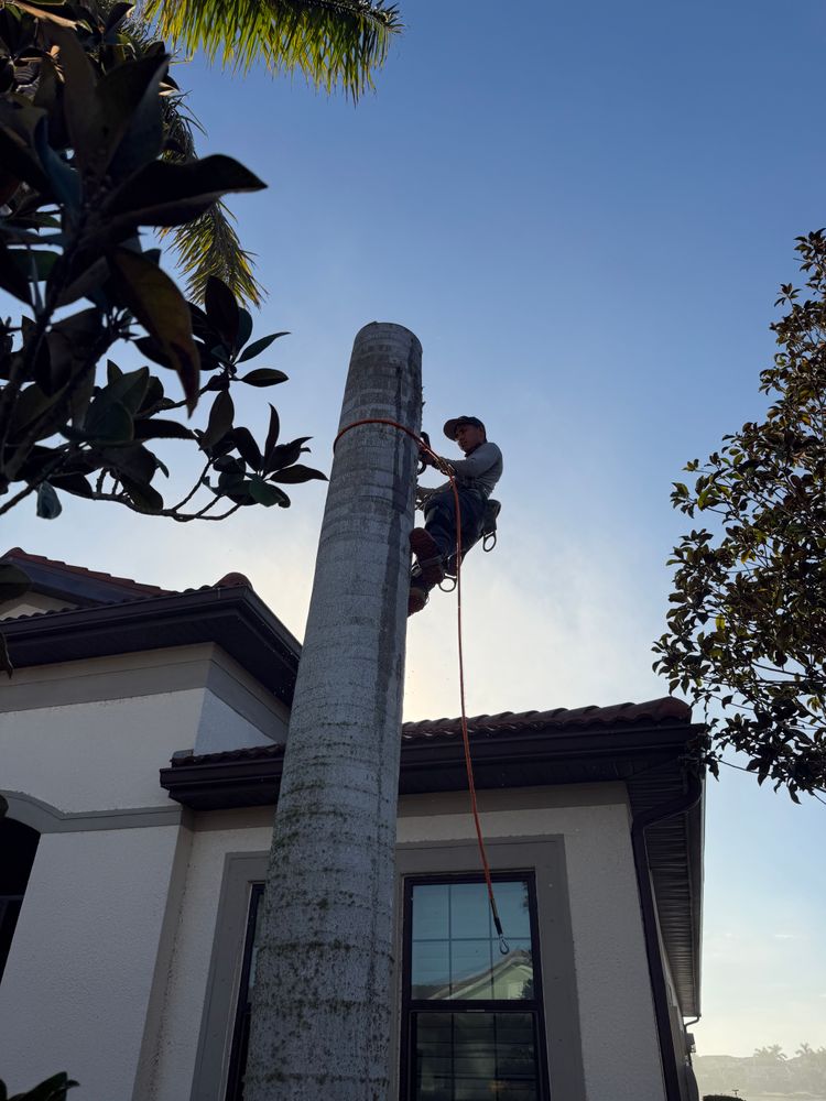 We are here to remove any unwanted or dead trees that have become an eyesore on your beautiful property. No matter the size, we can remove it as well as the root ball if requested. for Omarvelous Landscaping in Sarasota, FL