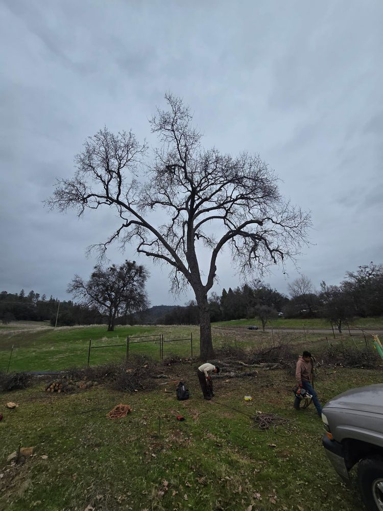All Photos for Terra Heights Tree Experts & Landscaping  in Grass Valley,  CA