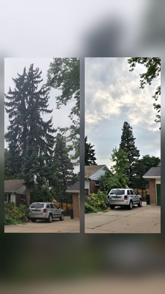 Tree Removal for Family Tree & Landscape LLC in Aurora, CO