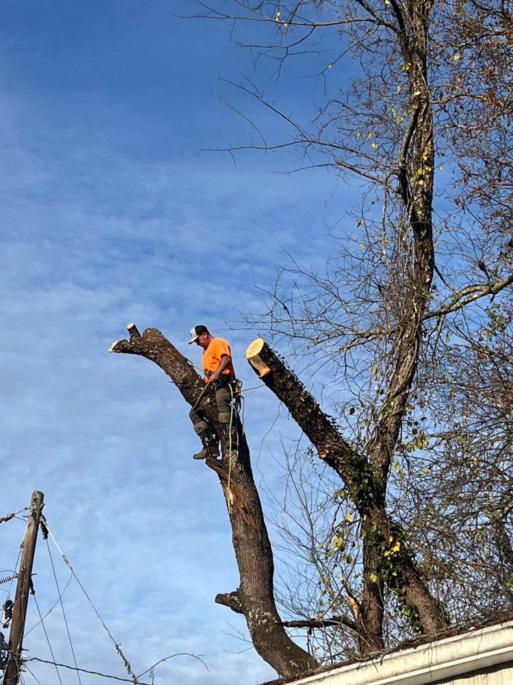 All Photos for Ground To Sky Tree Care in Asheville, North Carolina