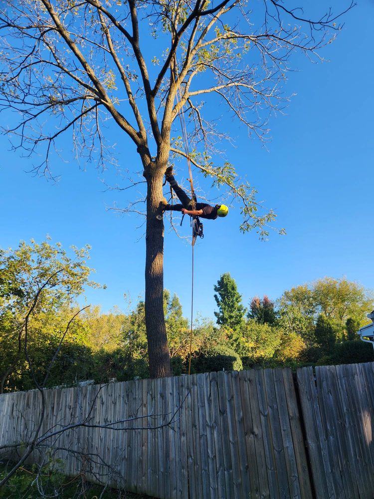 All Photos for Canopy Tree Service in Kenosha, WI