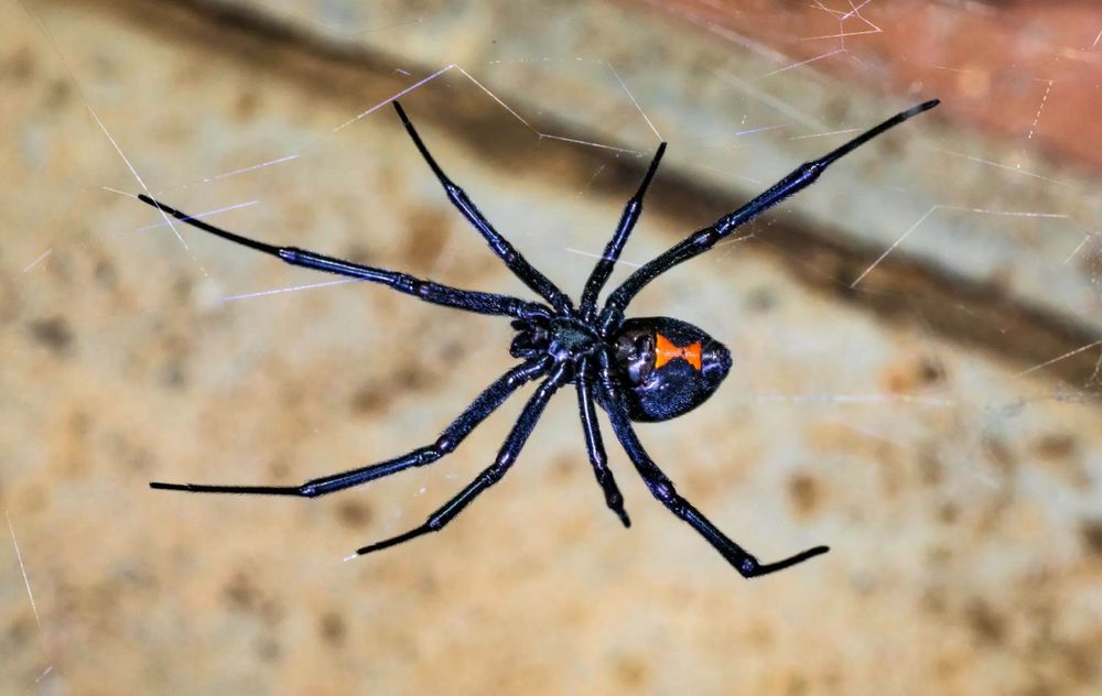 Spiders for Platinum Pest Control in Spring Hill, FL