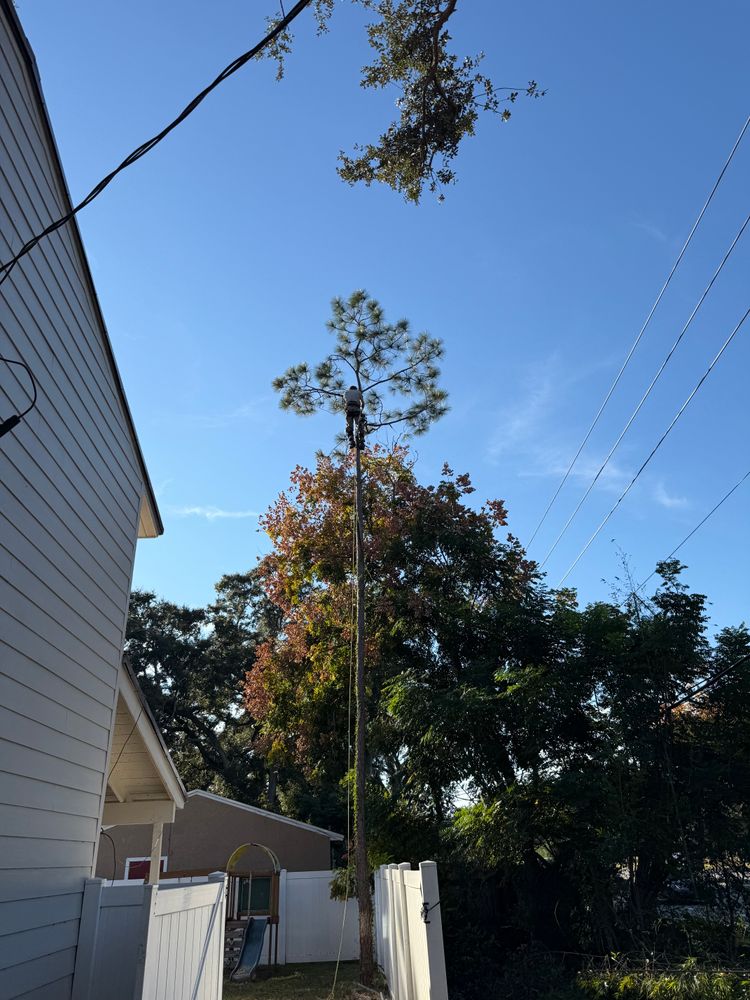 All Photos for Amerigrown Tree And Lawn in Apopka, FL