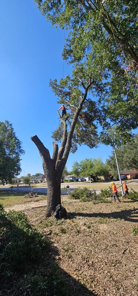 All Photos for Servin's Tree Care  in Houston, TX