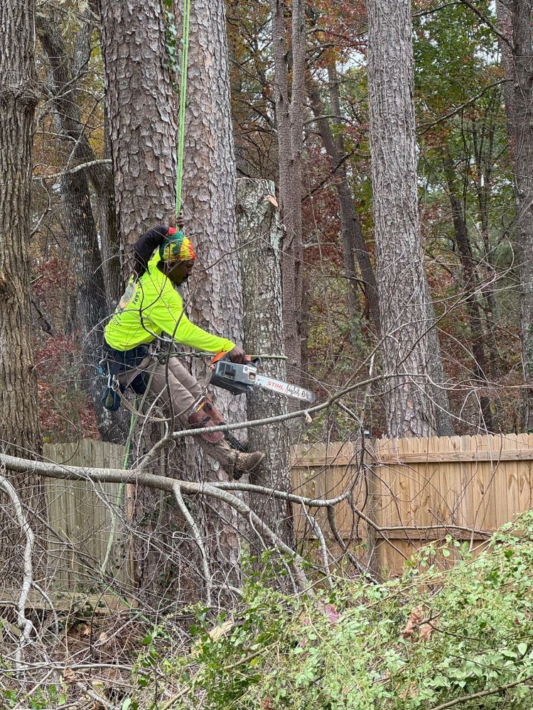 All Photos for Broadway Tree Care in Inverness, FL