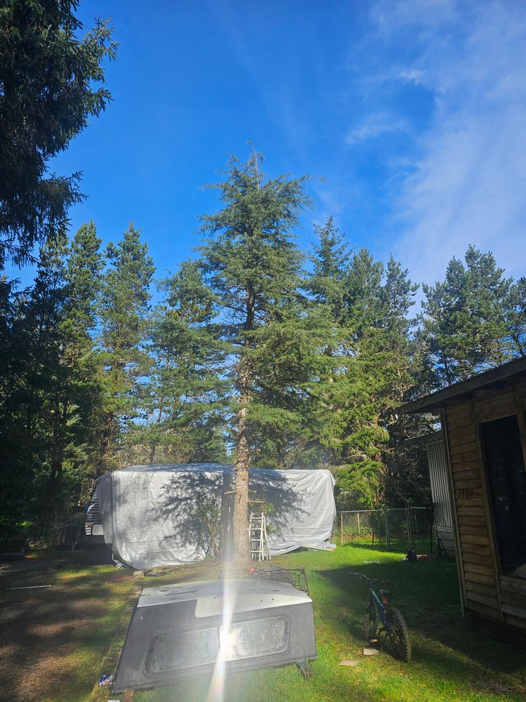 All Photos for Trio Tree Services in Ocean Park, WA