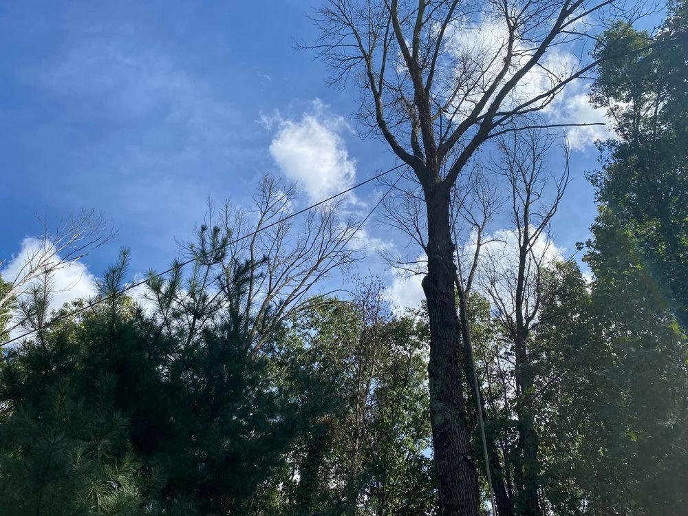 Tree Removal for Highborn Tree Service in Wheatfield, IN