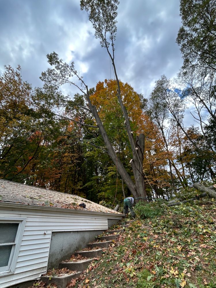 All Photos for DC TREE in Vernon, CT