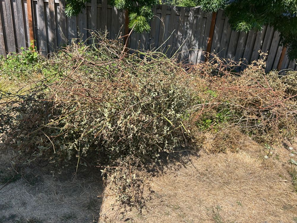 All Photos for Sol Junk Removal in Independence, OR