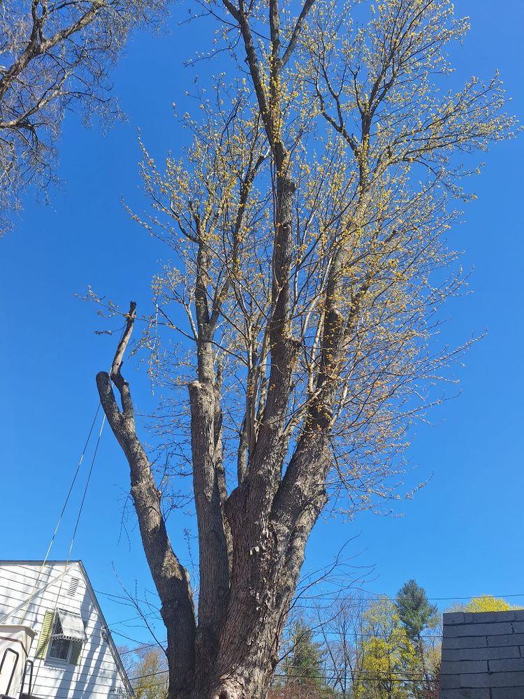 Tree Removal for Mitchell's Tree Service in North Brookfield, MA