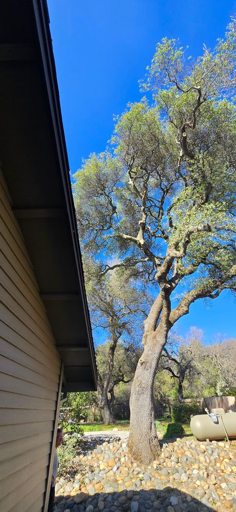 All Photos for George Staddan's Professional Tree Care in Placerville, CA