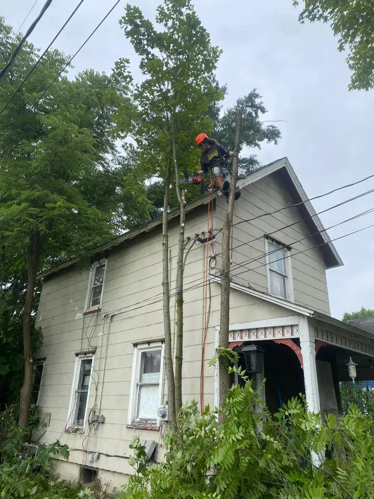 All Photos for Licensed to Cut Tree Service in Athens, PA