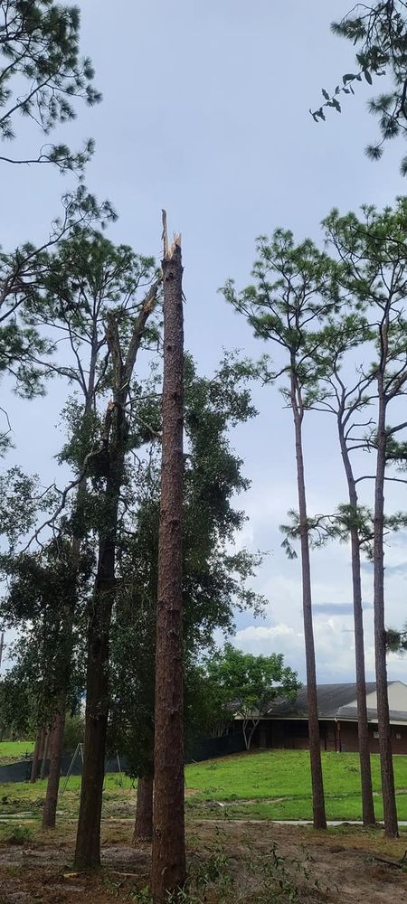 Tree Removal for Daniel Hickey’s Tree Service in DeLand, FL