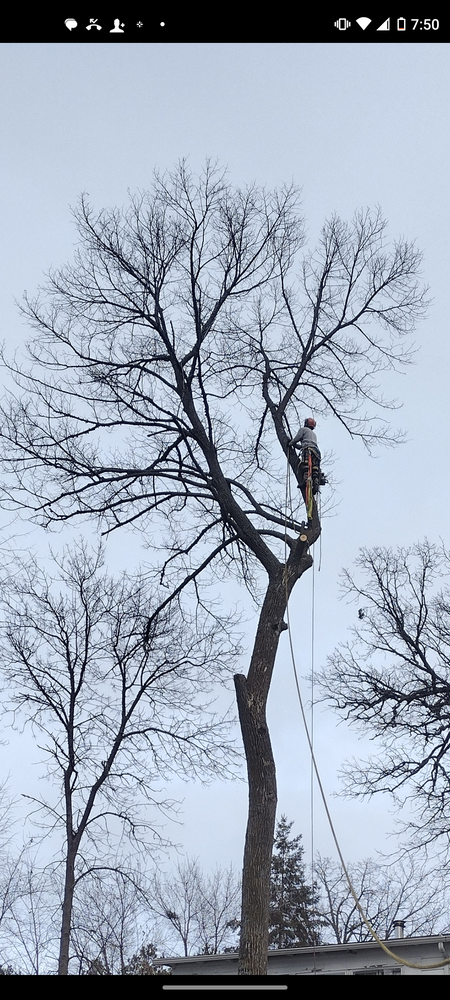 All Photos for Dan's Tree Service LLC in Bemidji, MN