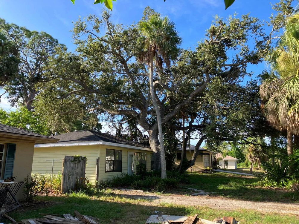 Tree Removal for Lemon Bay Tree Service  in Englewood, FL