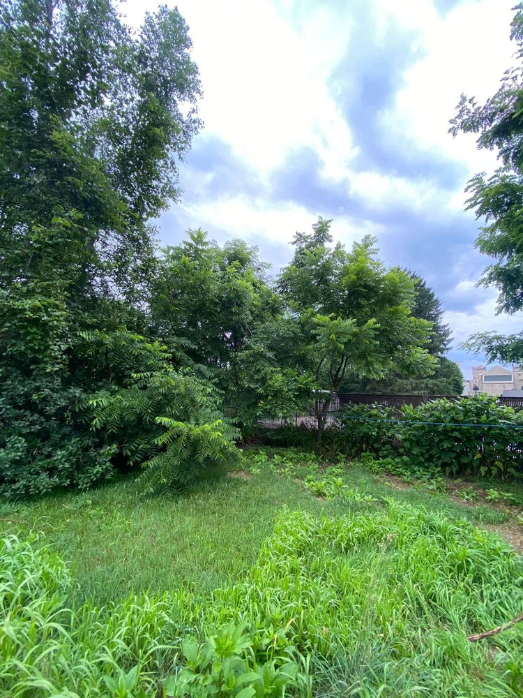 Tree Removal for Licensed to Cut in Athens, PA