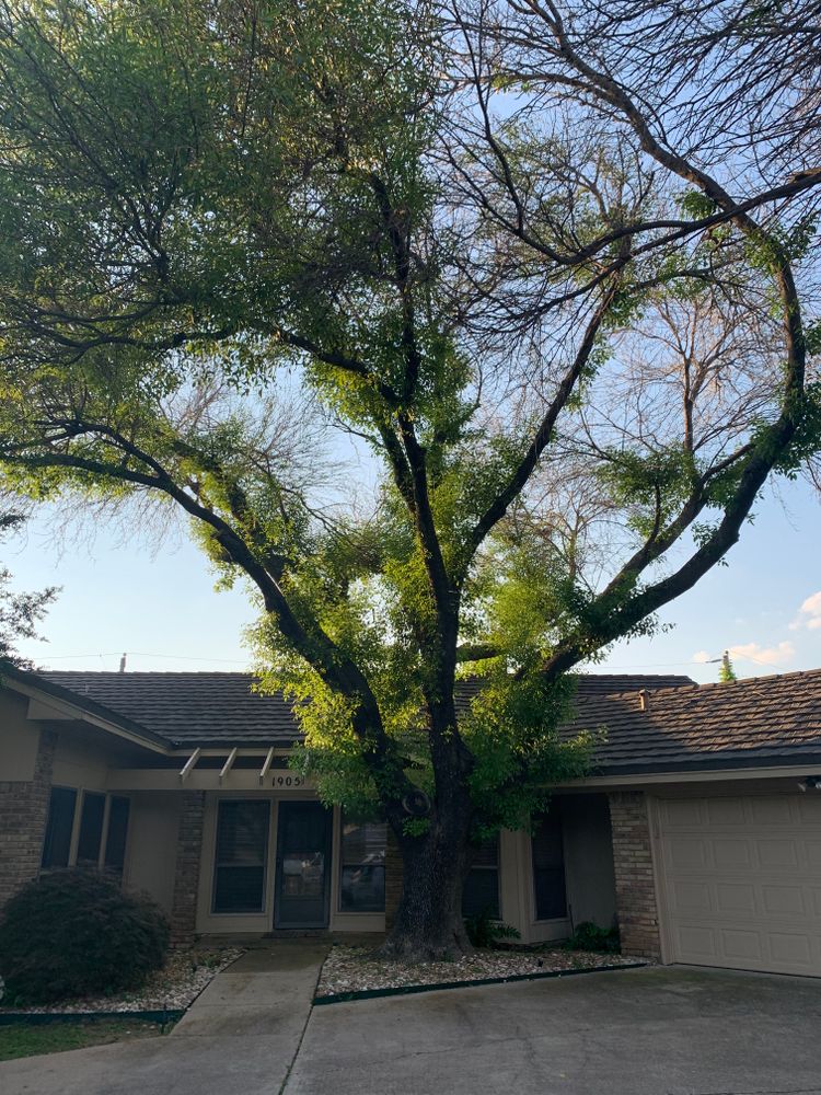 All Photos for TLC Professional Tree Service in Bedford, TX
