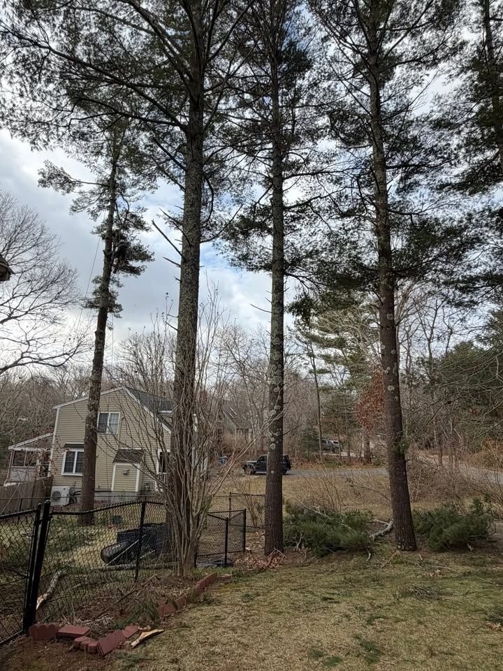 All Photos for Native Roots Tree Service in Cape Cod, MA