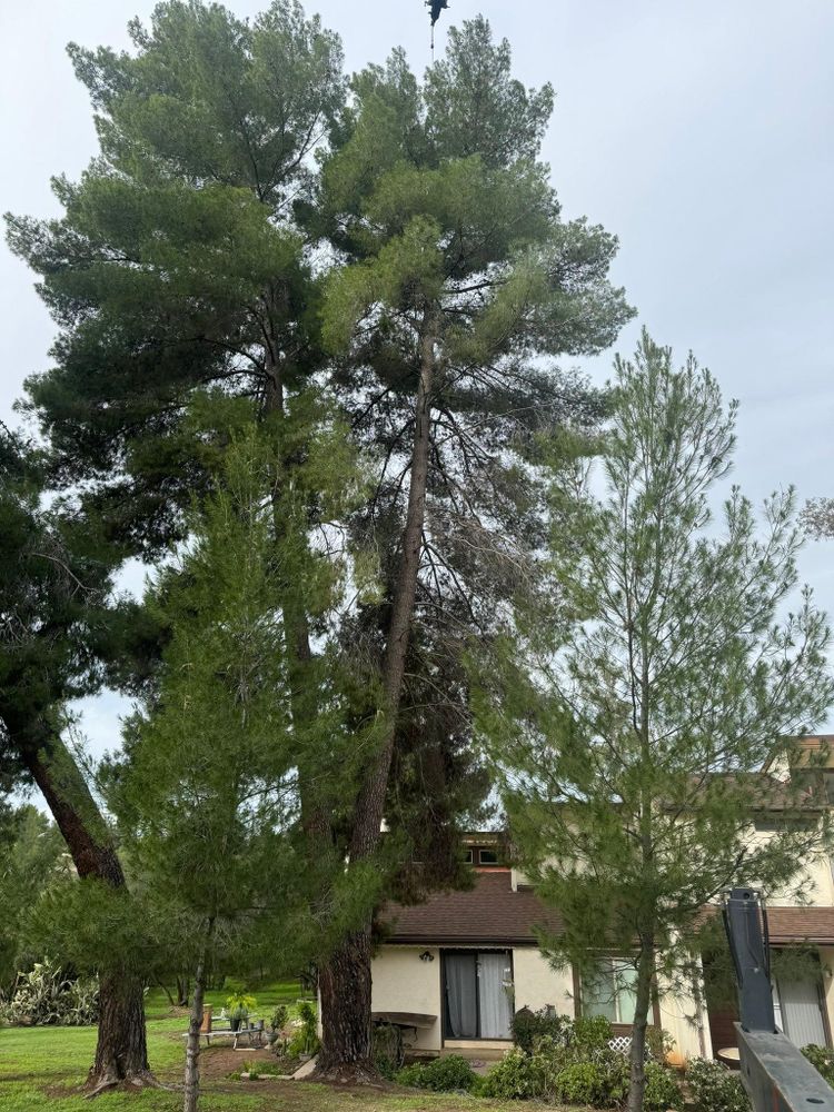 Tree Services for The Tree Fairy in Julian, CA