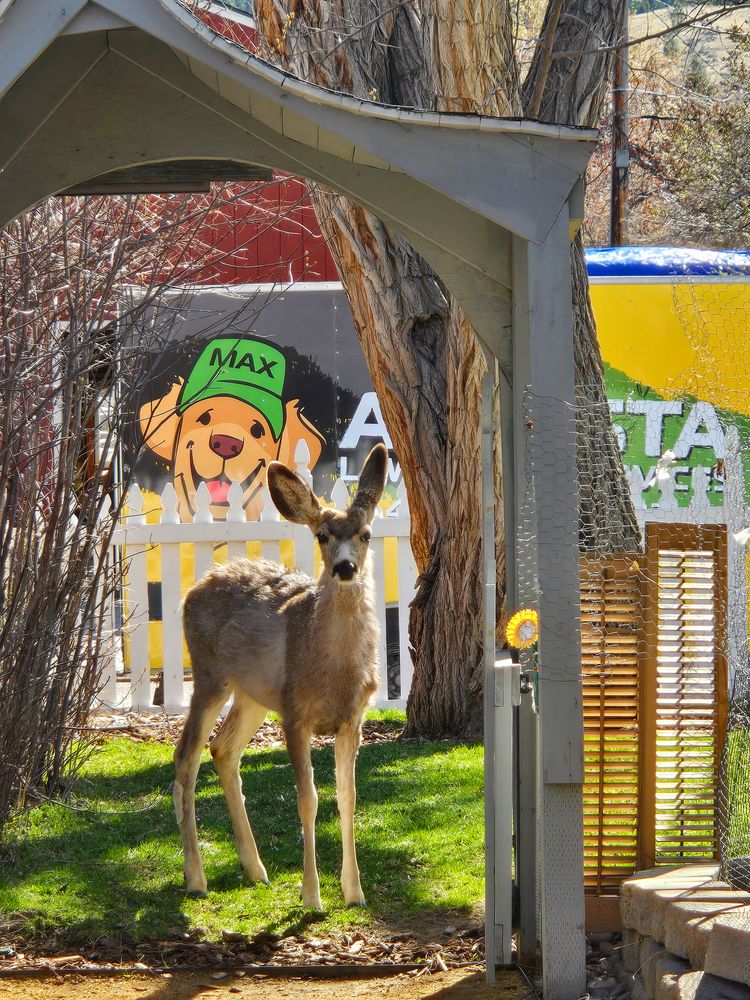 All Photos for Eagle Bay is Proud to Transition to Augusta Lawn Care of Helena in Helena, MT