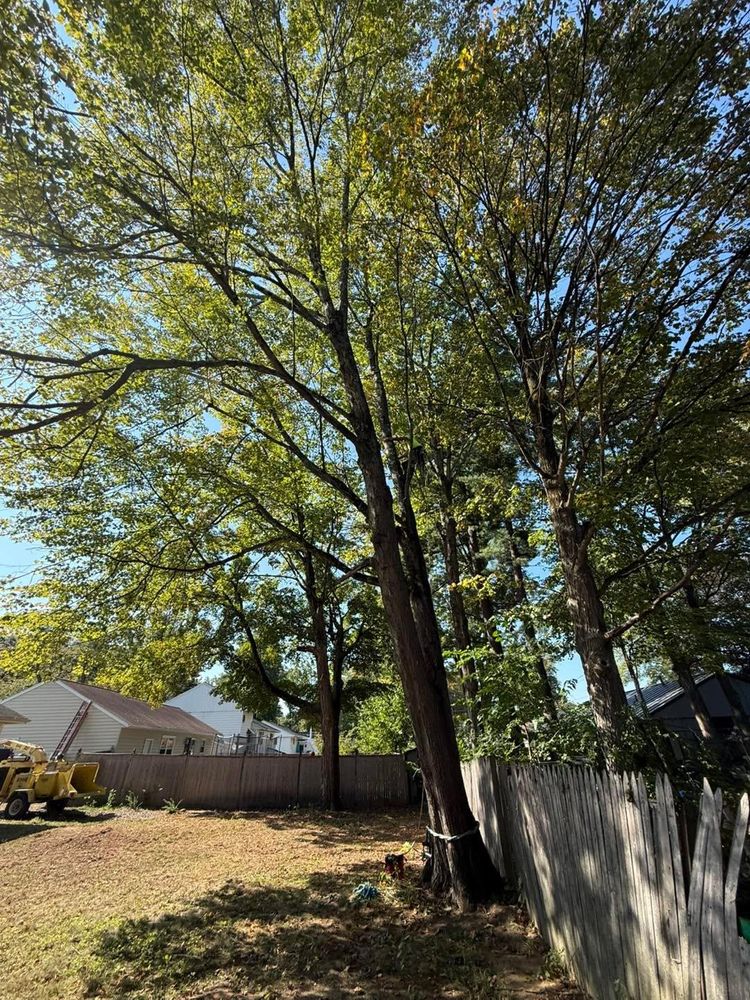 All Photos for Sterlings Tree Removal in Cobleskill, New York