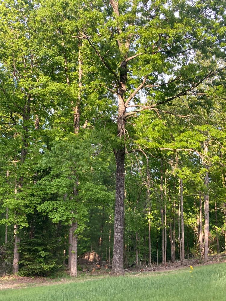 All Photos for Houtz Tree Service in Lexington, KY