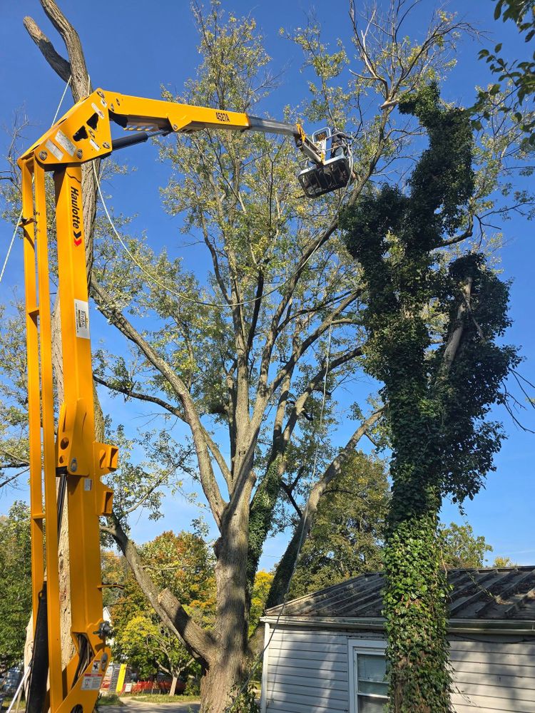 Enhance your property's safety and beauty with our professional Tree Trimming services, expertly shaping and maintaining healthy trees while removing hazardous branches ensures optimal growth and aesthetic appeal for your landscape. for D Hale Tree Service in Dexter, MI