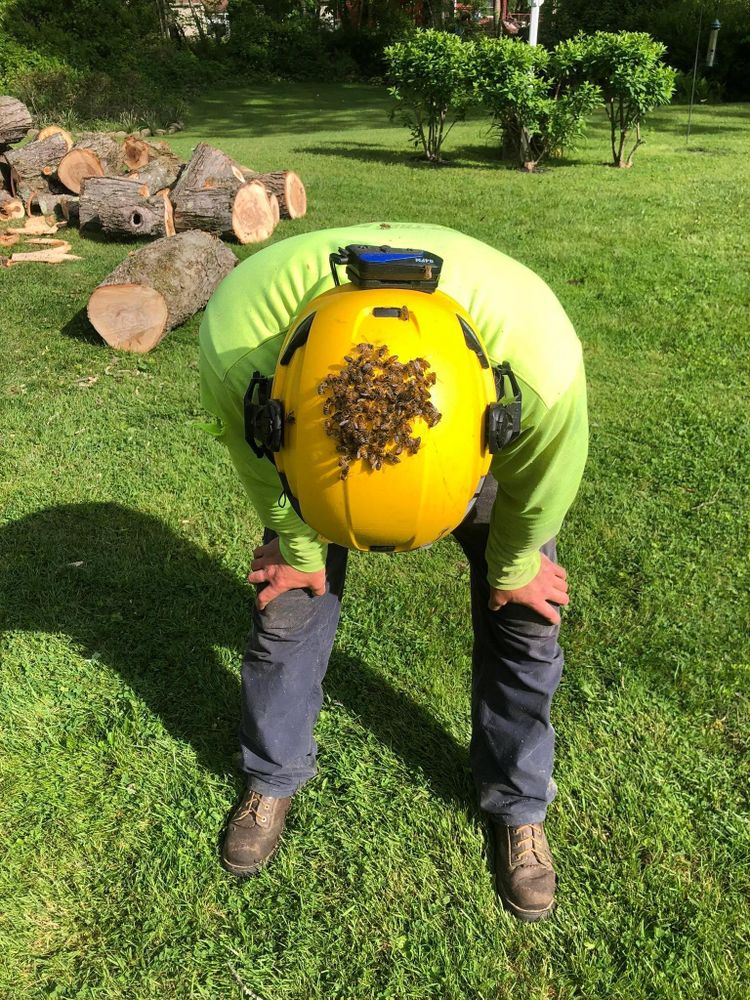 All Photos for Mad Tree Service in Cochranton, PA