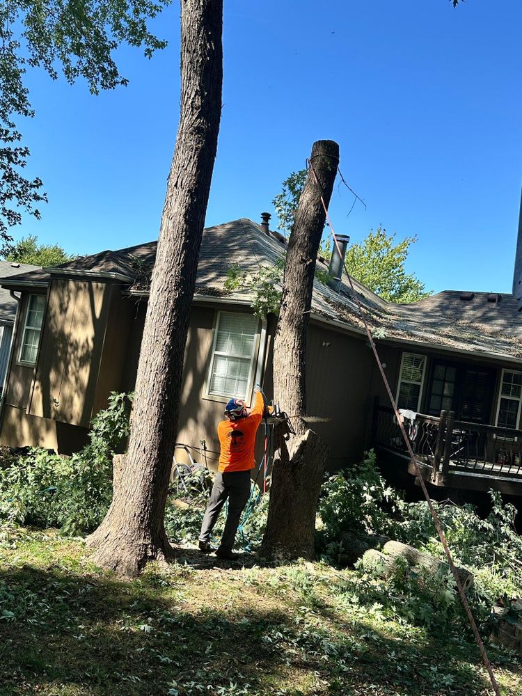 All Photos for Cross Family Tree Service in Kearney, MO