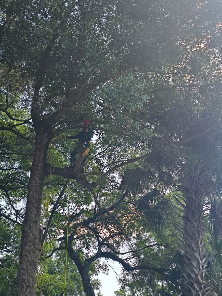 All Photos for Near Me Tree Service, Inc. in DeLand, FL