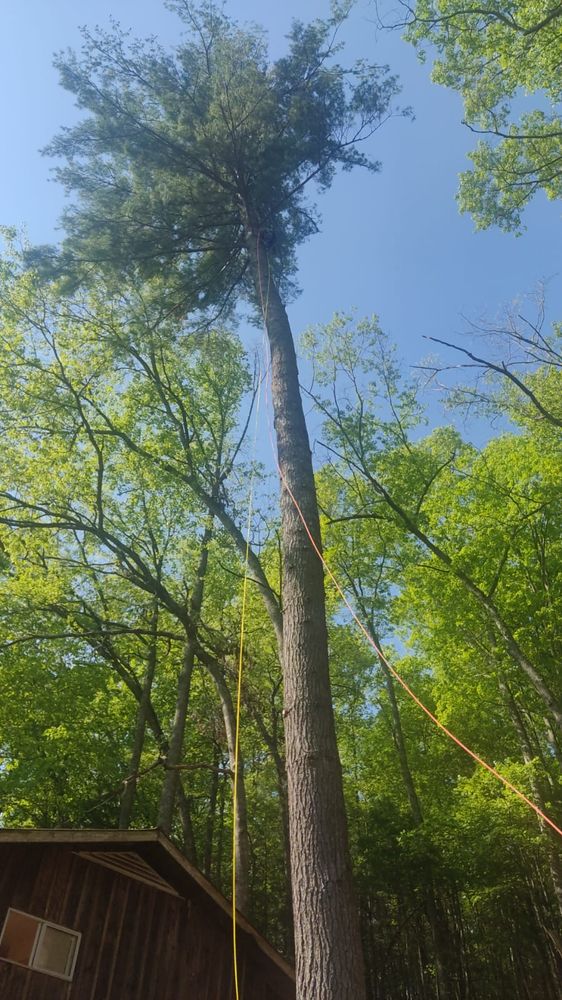 All Photos for Brothers Tree Service in Burnsville, NC