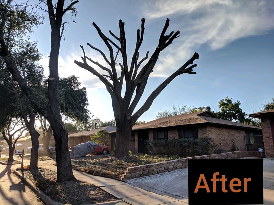 Tree Service for The S&L Good Fellas LLC in Irving, TX