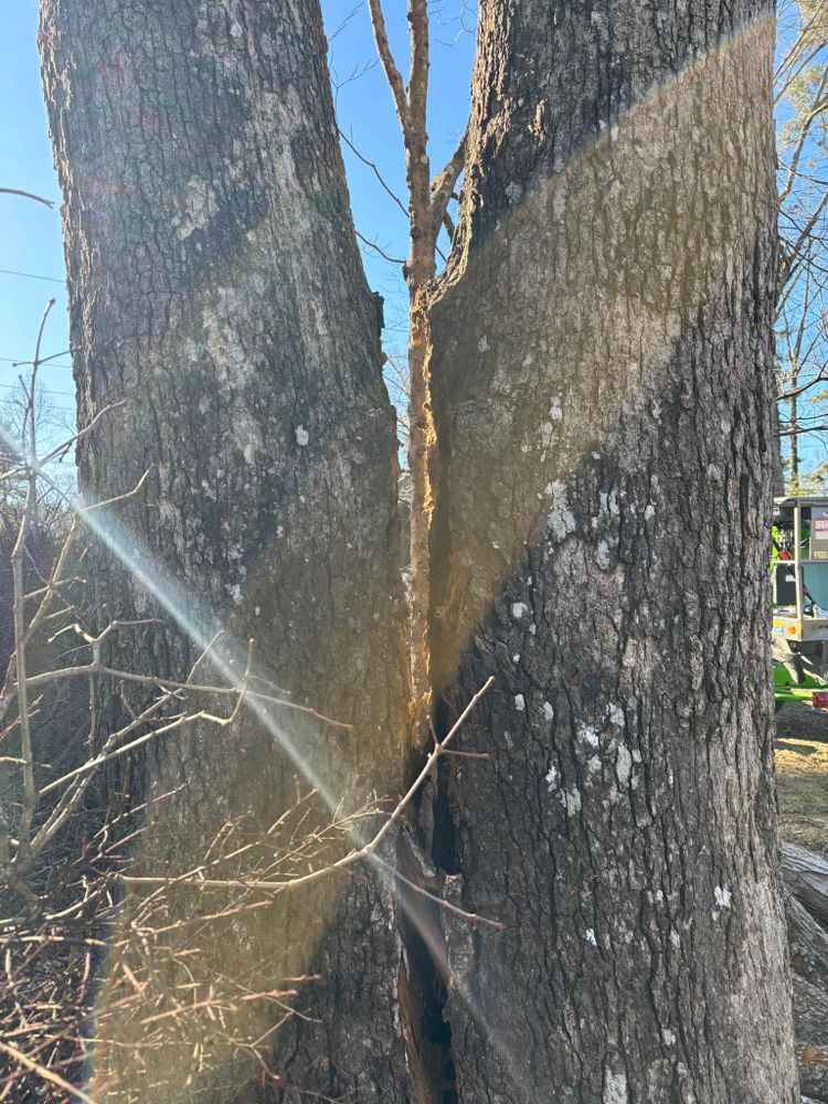 Tree Removal for Andy's Tree Service in Zirconia, NC