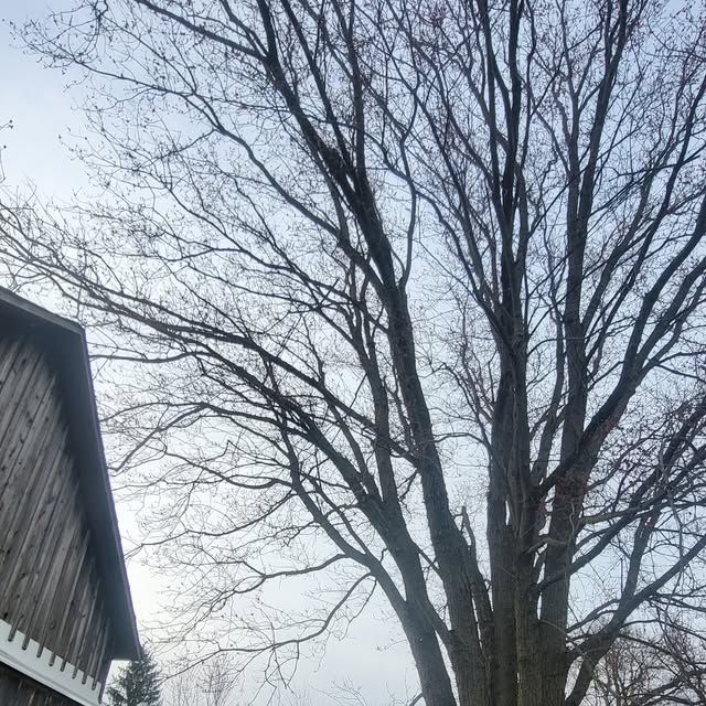 Our tree trimming service improves your trees’ health, shape, and safety by removing overgrown, damaged, or hazardous branches. We enhance curb appeal while helping protect your home and property year-round. for Fowler's Tree Service LLC. in New Albany, PA