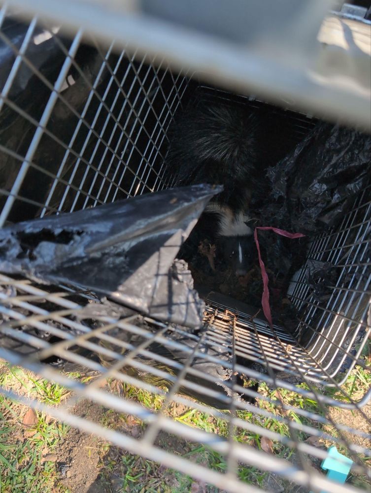 All Photos for Topper's Wildlife Removal in Garland, TX