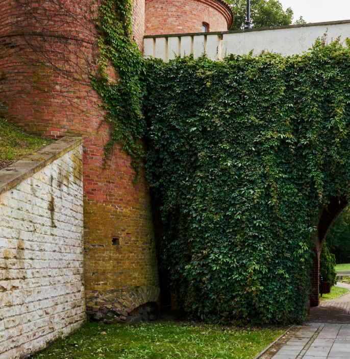 Enhance your home's outdoor appeal with our professional hedge trimming service, ensuring neat, healthy hedges and improved landscape aesthetics. Trust our experts to bring precision and care to your garden maintenance. for C + C Landscaping in Chesterfield, VA