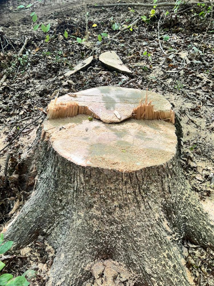 Tree Services for Kadin’s Tree Service in North Vernon, IN