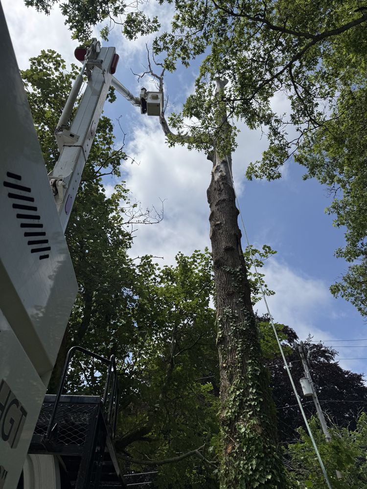 Tree Removal for Robery's Tree Service in West Wareham, MA