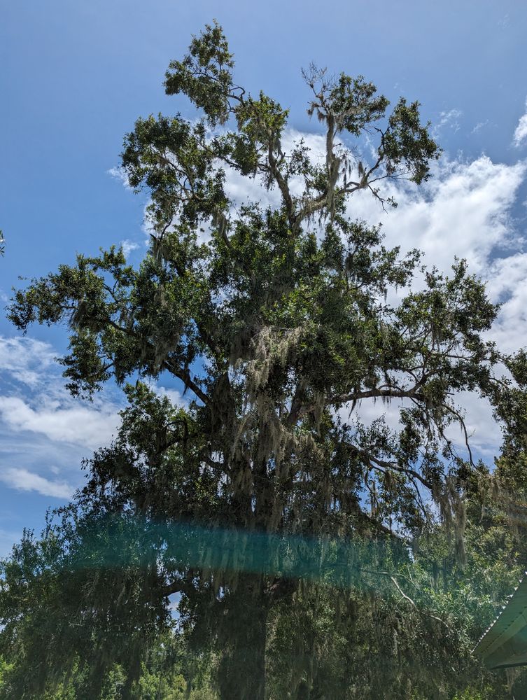 All Photos for Regal Tree Service and Stump Grinding in Wauchula, FL