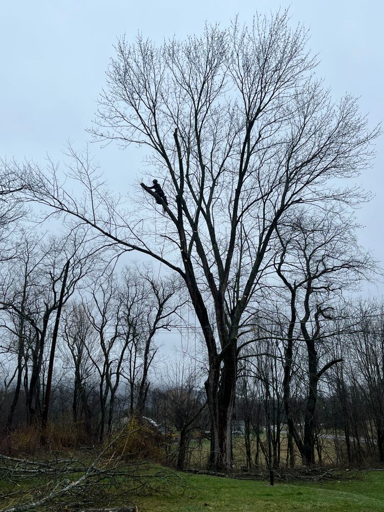 All Photos for Licensed to Cut Tree Service in Athens, PA