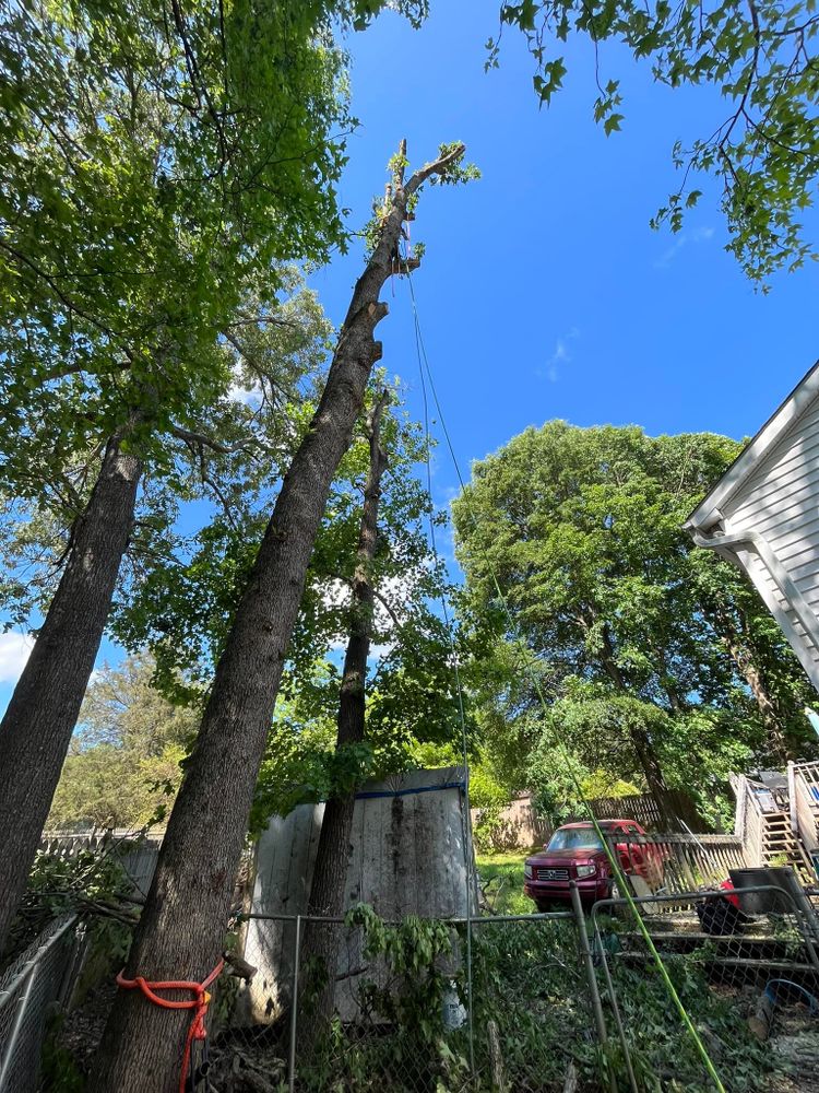 Tree Trimming for DW’s Tree Service in Winston-Salem, NC