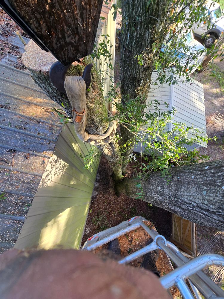 All Photos for Near Me Tree Service, Inc. in DeLand, FL