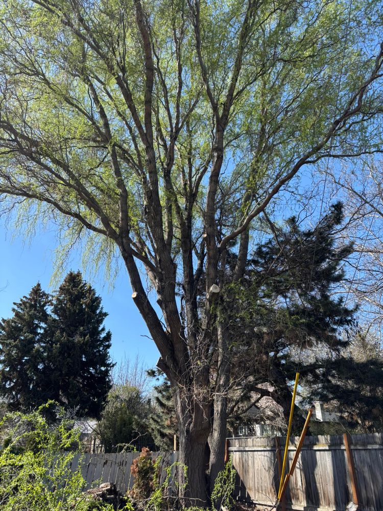 Tree Removal for Ascension Tree Care LLC in Yakima County, WA