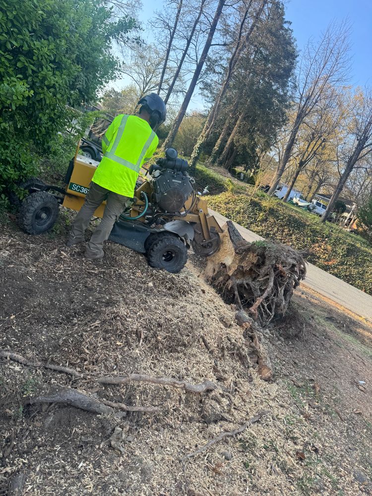 All Photos for Branch Out Tree Care LLC in Fredericksburg, VA